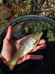 Brown Trout