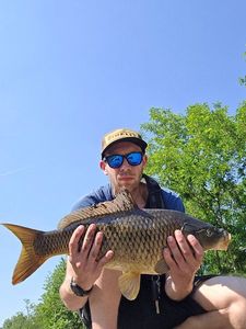 Common Carp