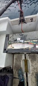 Rainbow Trout