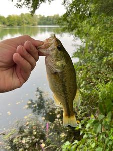 Largemouth Bass