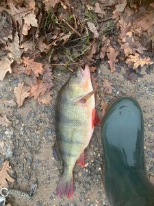 European Perch