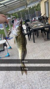 Zander