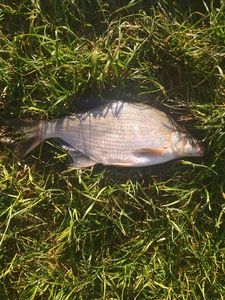 Common Bream