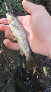 Brown Trout
