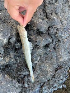 Pesce lucertola