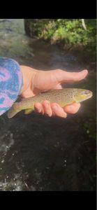 Brown Trout