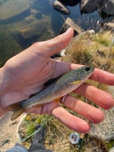 Brown Trout