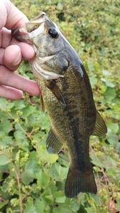 Largemouth Bass