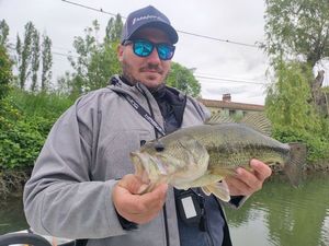 Largemouth Bass