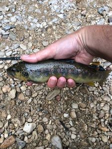 Brown Trout