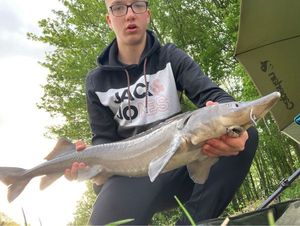 Sturgeon