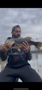 Largemouth Bass