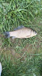 Crucian Carp