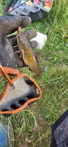 Black Bullhead