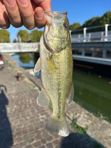 Largemouth Bass