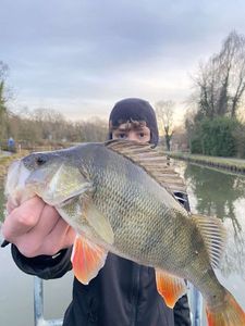 European Perch