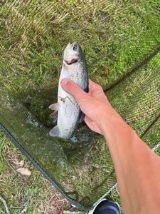 Rainbow Trout