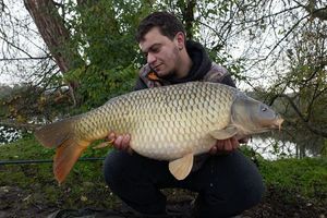 Common Carp