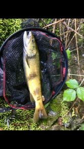 Brown Trout