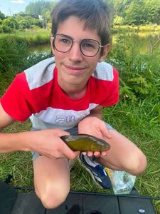 Tench