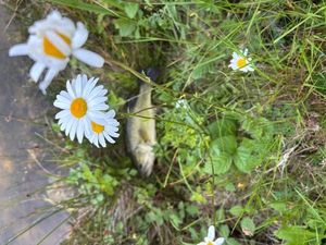 Largemouth Bass