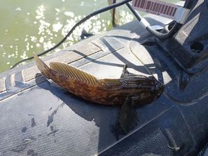 Giant Goby