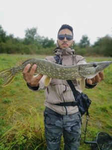 Northern Pike