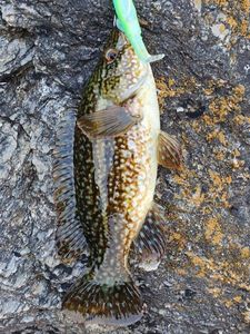 Ballan Wrasse