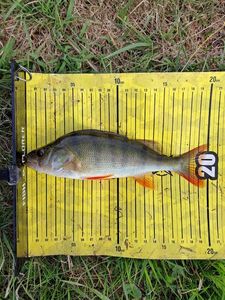 European Perch