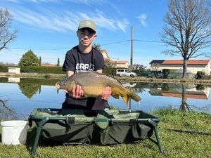 Mirror Carp