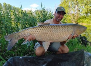 Grass Carp
