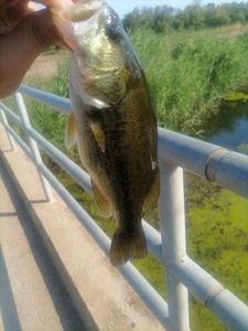 Largemouth Bass