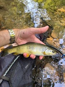 Brown Trout