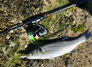 European Bass (Seabass)