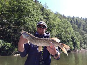 Northern Pike