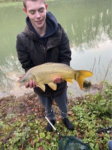 Common Carp