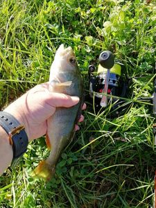 European Perch