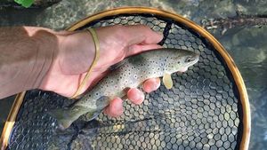Brown Trout