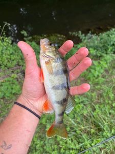 European Perch