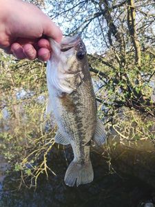 Largemouth Bass