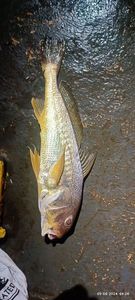 Atlantic Croaker