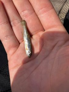 Roach