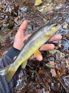 Brown Trout