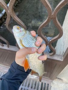 Roach