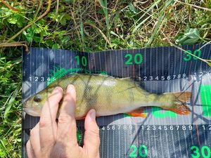 European Perch