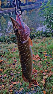 Northern Pike