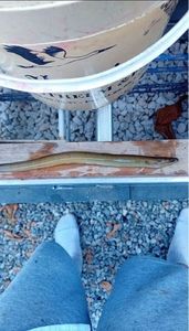 European Eel (Common Eel)