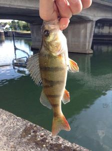 European Perch