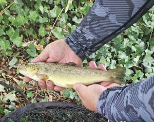 Brown Trout
