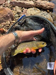 Brown Trout